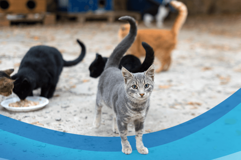 Captura,-Detenção-e-Maneio-de-Animais-Errantes